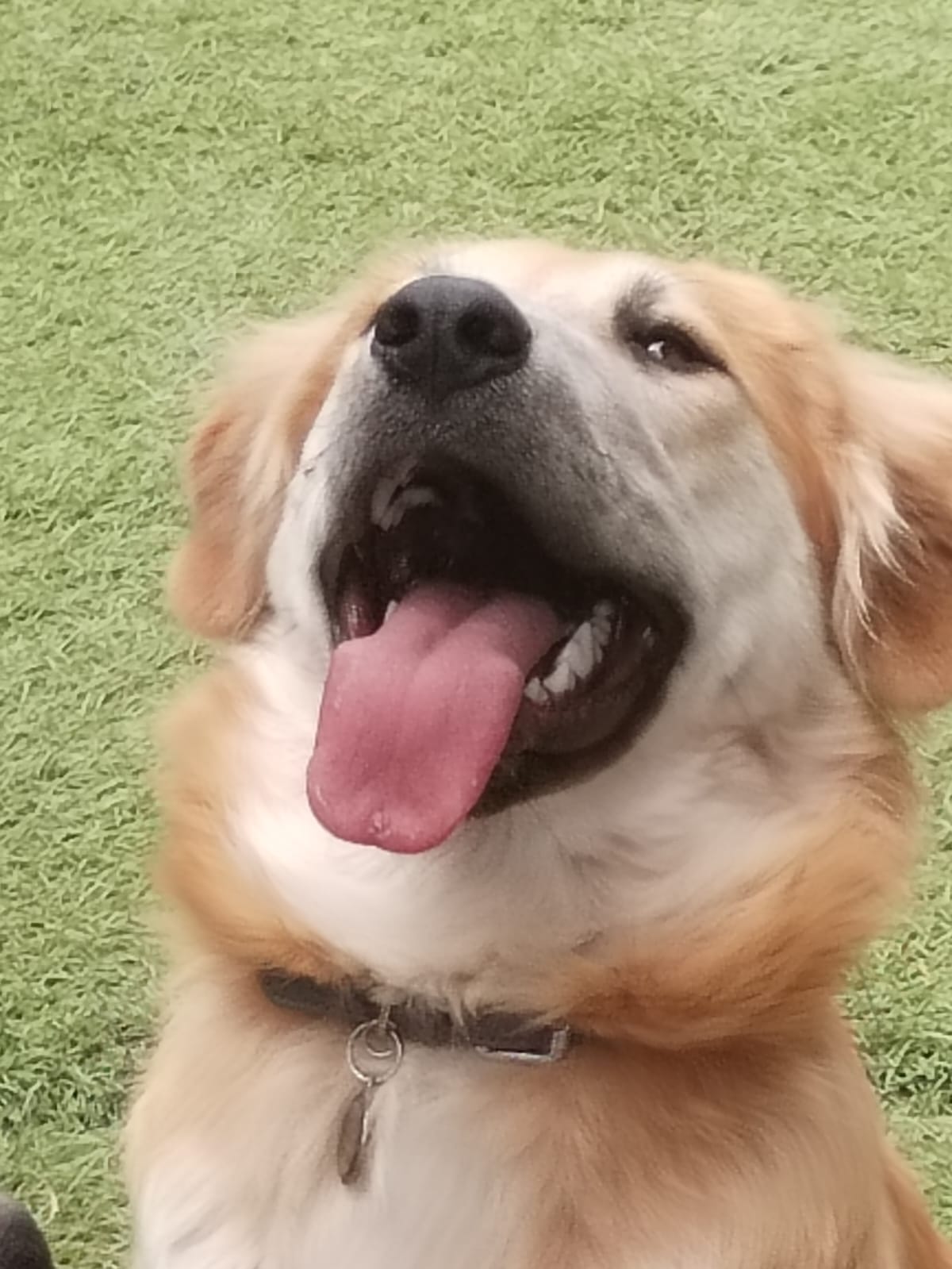 Pawsome Pups in action